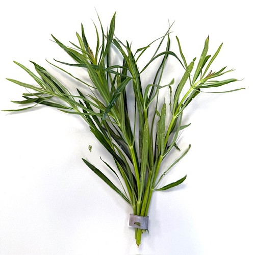 Eustralis stellata feuilles larges